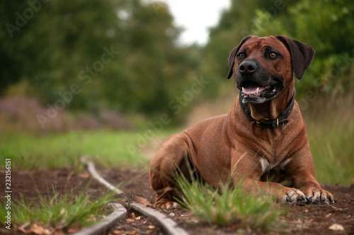 Hund Ridgeback