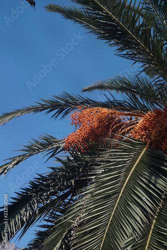 Palm tree branch on sky background
