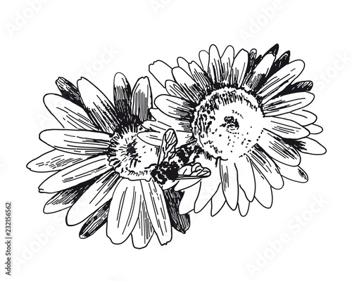 Bee collects honey on flowers. Vector sketches hand drawn