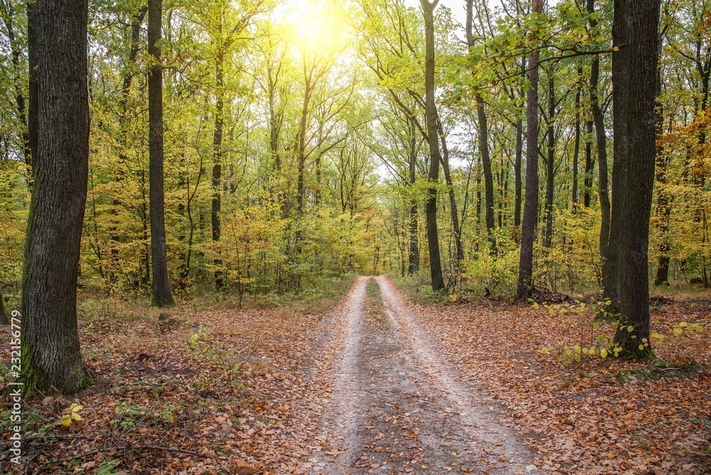 Naklejka premium Autumn forest scenery with road of fall leaves. Footpath in scene autumn forest nature.