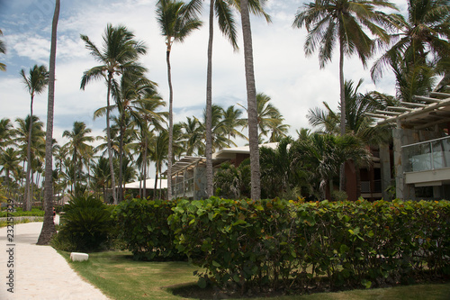 palm trees in the Dominican Republic