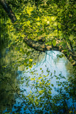 Beautiful tree branches with green leaves over water in Summer