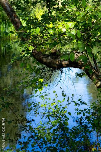 Fototapeta Naklejka Na Ścianę i Meble -  Beautiful tree branches over water in Summertime