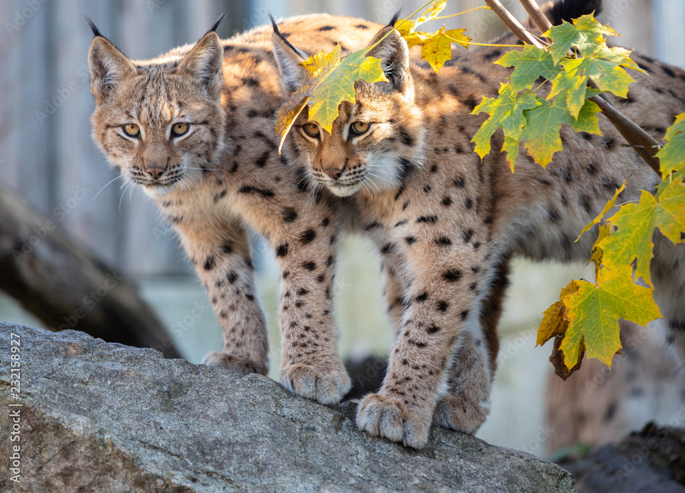 Eurasian lynx. Portrait of the couple of young Eurasian lynx cubs standing on the rock during autumn evening.