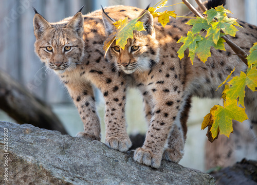 Obraz na płótnie Eurasian lynx. Portrait of the couple of young Eurasian lynx cubs standing on the rock during autumn evening. w salonie