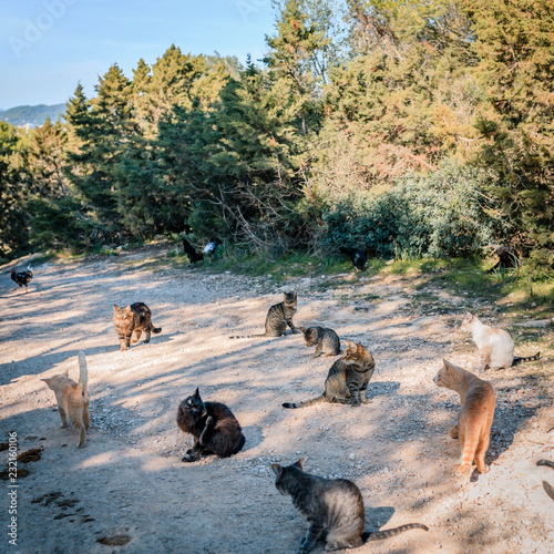 Canvas Print Wild cats on pathway