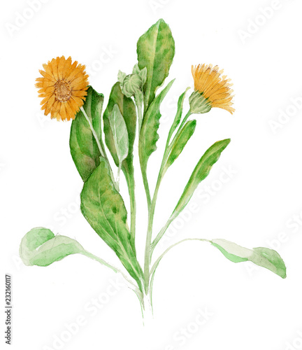 Calendula (Calendula officinalis) - disegno ad acquerello