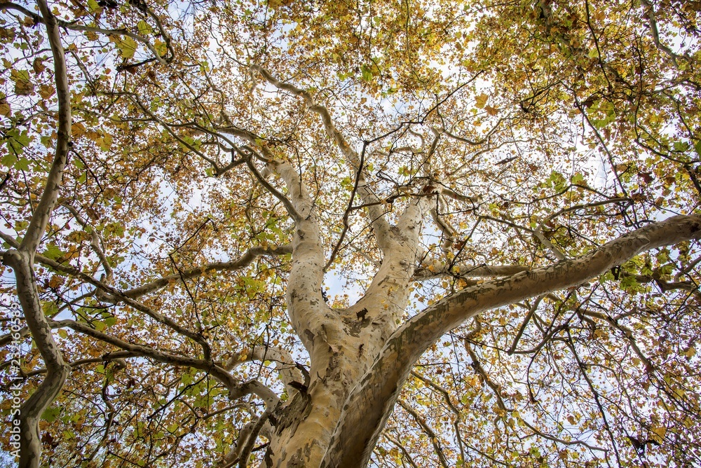 View of the old and big tree, from down to the tree top with green leaves. View of the old and big tree, from down to the tree top with green leaves.