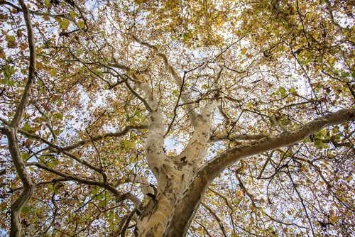 View of the old and big tree  from down to the tree top with green leaves.