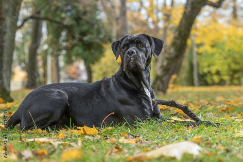 Billede på lærred Portrait of a Cane Corso dog breed on a nature background