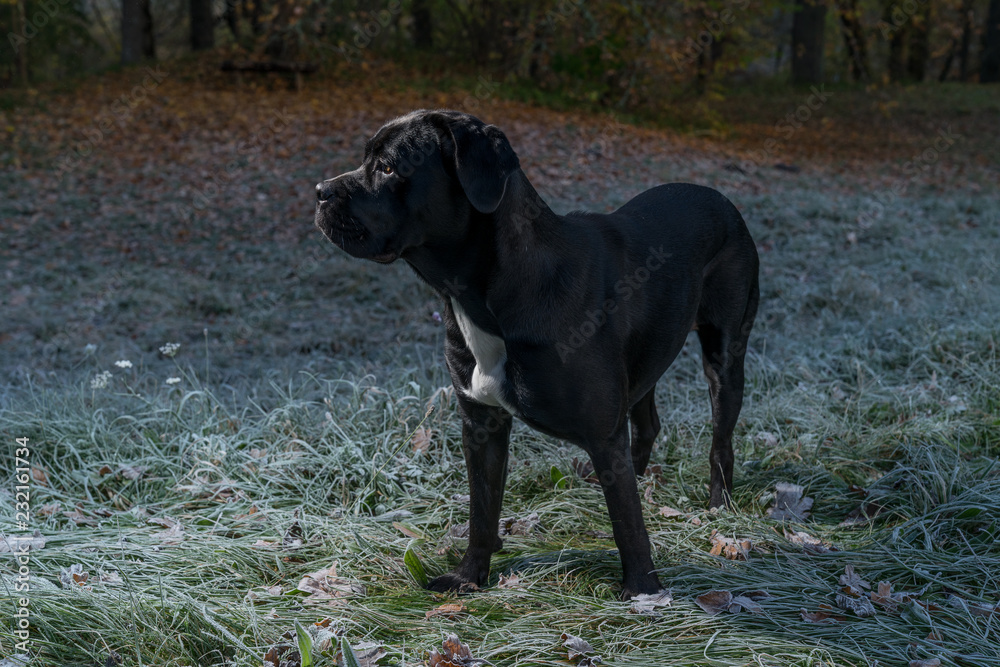 Portrait of a Cane Corso dog breed on a nature background. Dog playing on the frosty grass with colored leaves in autumn. Italian mastiff puppy.