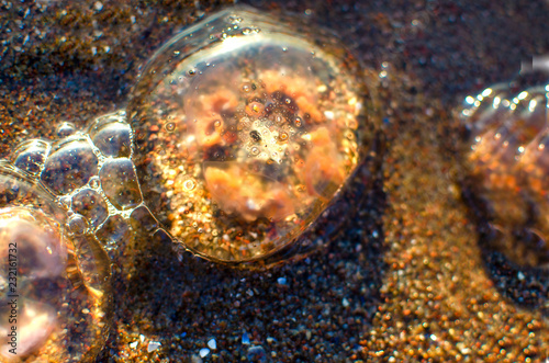 Jellyfish stranded at the beach