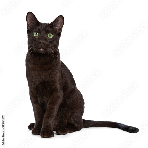 Young adult Havana Brown cat kitten, sitting elegant and looking with green eyed sweet face to camera. Isolated on a white background.