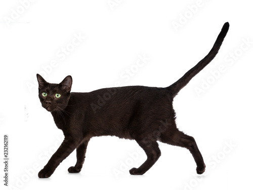 Young adult Havana Brown cat kitten, walking side ways with tail fierce in air and looking with green eyed sweet face to camera. Isolated on a white background.
