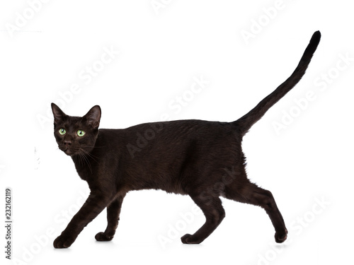 Canvas Print Young adult Havana Brown cat kitten, walking side ways with tail fierce in air and looking with green eyed sweet face to camera
