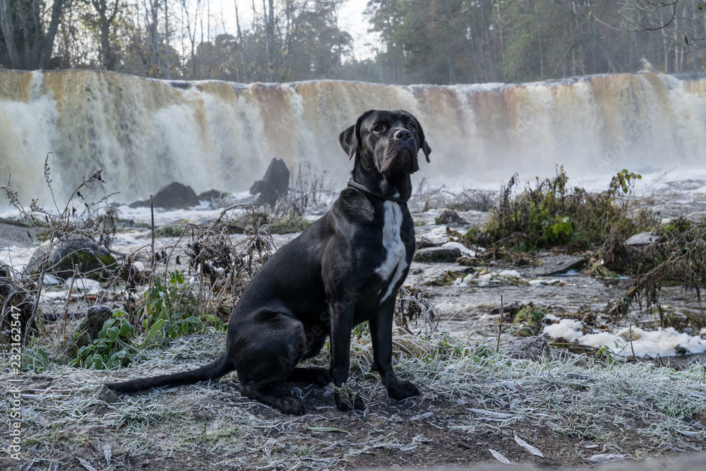 Portrait of a Cane Corso dog breed on a nature background. Dog playing on the frosty grass with colored leaves in autumn. Italian mastiff puppy. Portrait of a Cane Corso dog breed on a nature background. Dog playing on the frosty grass with colored leaves in autumn. Italian mastiff puppy.