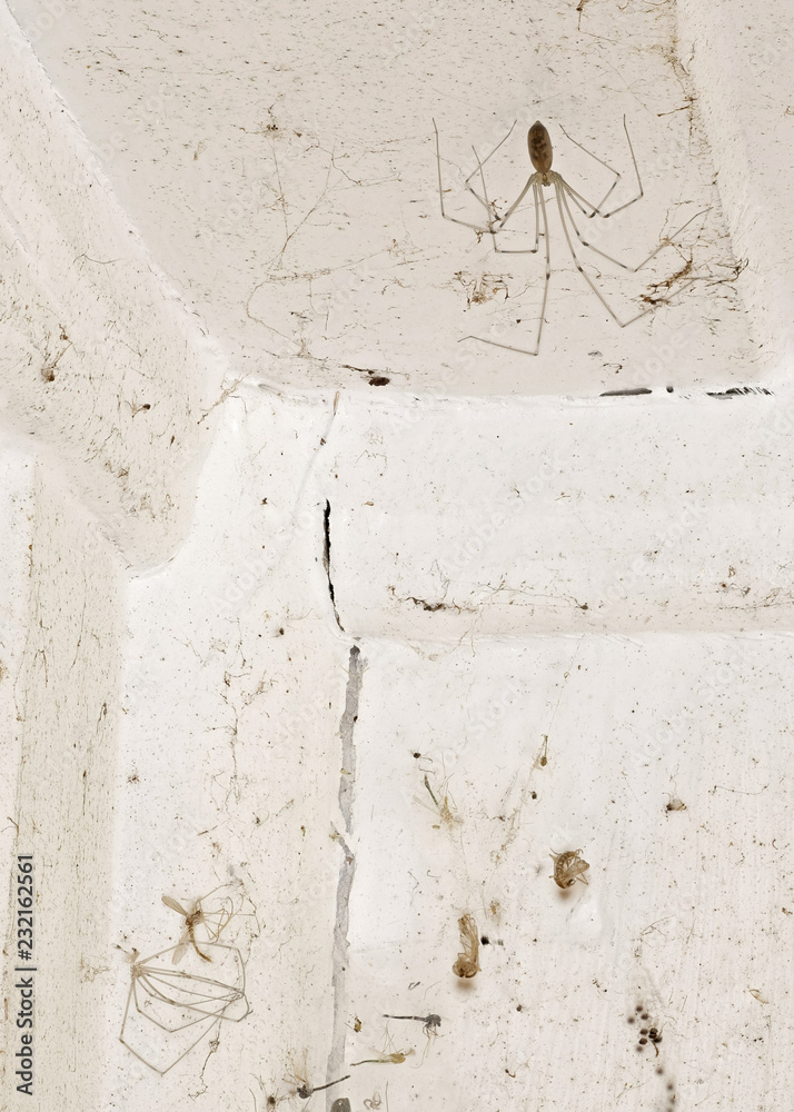 Eine sehr dreckige Zimmerecke mit toten Insekten im Spinnennetz und einer  langbeinigen Zitterspinne Stock Photo | Adobe Stock
