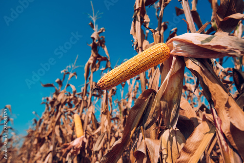 Corn on the cob in field