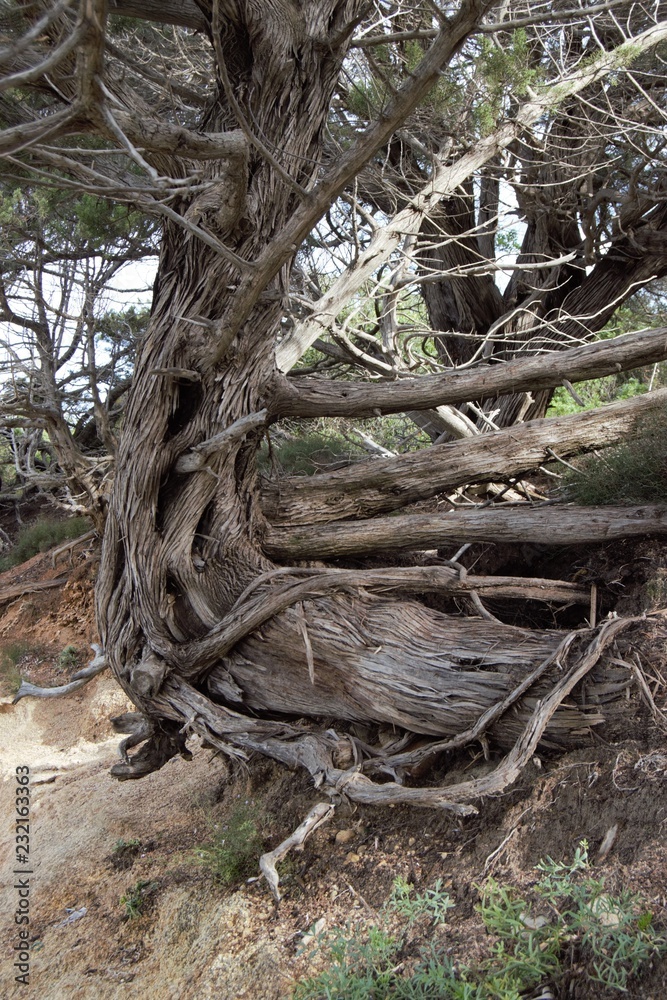 Obraz premium albero alberi