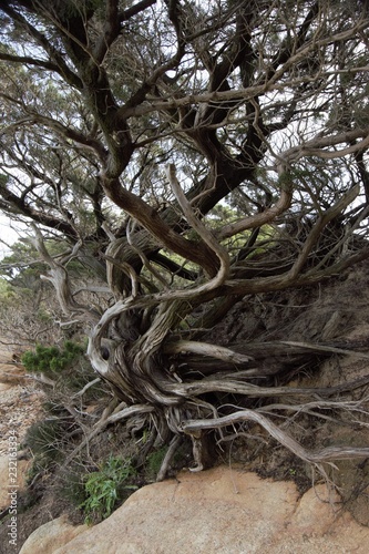 albero alberi