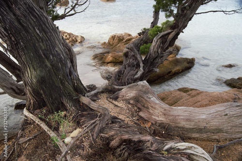 albero alberi