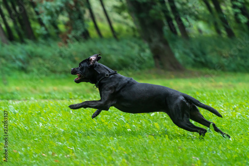 Portrait of a Cane Corso dog breed on a nature background. Dog running and playing ball on the grass in summer. Italian mastiff puppy.