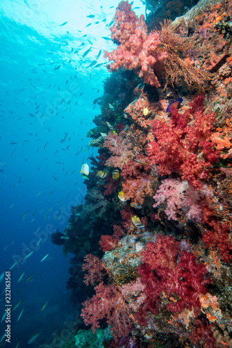 Red soft coral off of Fiji with fish