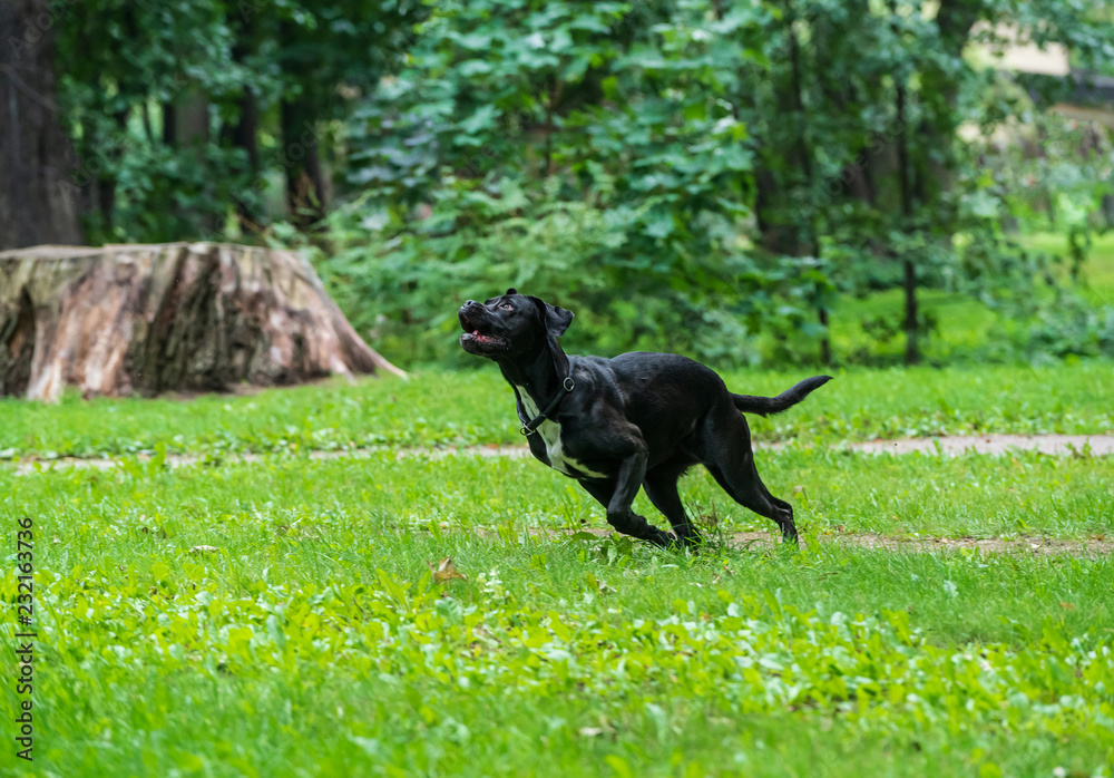 Portrait of a Cane Corso dog breed on a nature background. Dog running and playing ball on the grass in summer. Italian mastiff puppy. Portrait of a Cane Corso dog breed on a nature background. Dog running and playing ball on the grass in summer. Italian mastiff puppy.