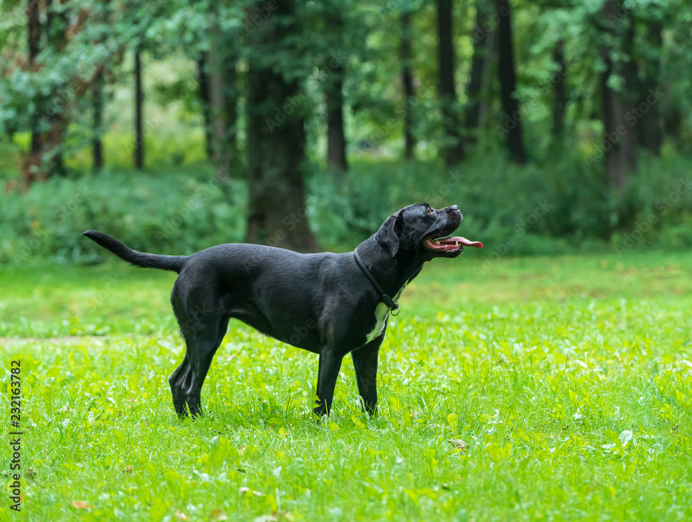 Portrait of a Cane Corso dog breed on a nature background. Dog running and playing ball on the grass in summer. Italian mastiff puppy. Portrait of a Cane Corso dog breed on a nature background. Dog running and playing ball on the grass in summer. Italian mastiff puppy.