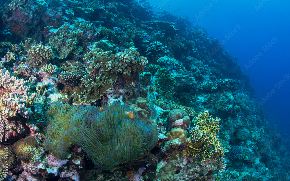 Fototapeta premium Anemonefish in healthy reef