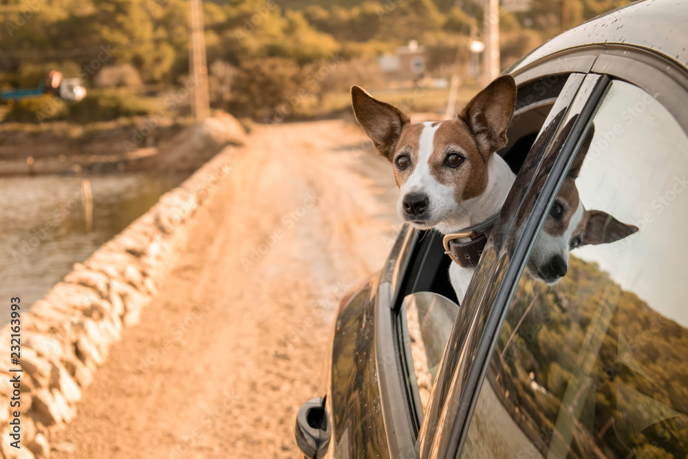 Jack Russell dog sticking his head out the beack window of the car - obrazy, fototapety, plakaty 
