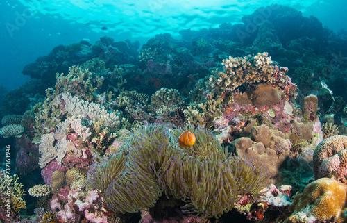 Anemonefish in healthy reef