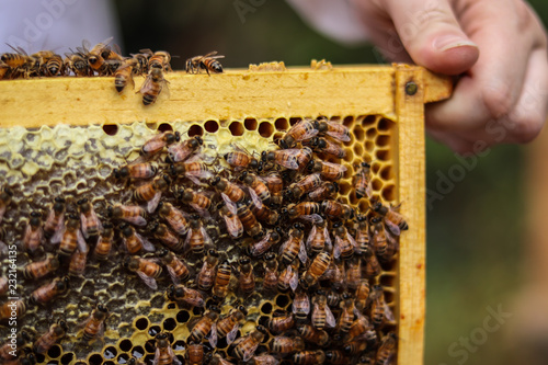 Bee Hive