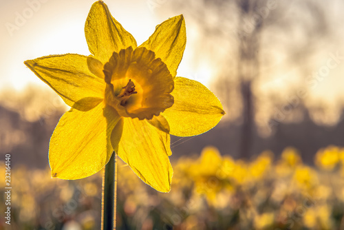 The narcissus (Narcissus) form a plant genus in the subfamily of Amaryllidoideae within the family Amaryllis (Amaryllidaceae). Concept: flowers and plants or springtime photo