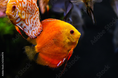 Orange Fish