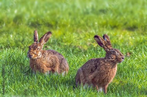 The rabbits (Leporidae) are a mammal family from the order of the rabbit-like (Lagomorpha). Here two hares on a green meadow. Concept: animals © andre
