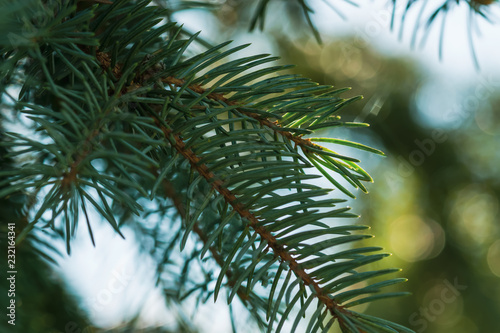 The branches of spruce and pine close-up for postcards. New Year and Christmas is coming
