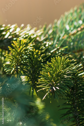 The branches of spruce and pine close-up for postcards. New Year and Christmas is coming