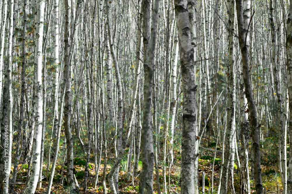 young birch trees grow in the forest