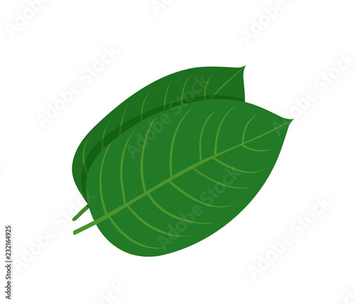 Mitragyna speciosa  kratom leaf