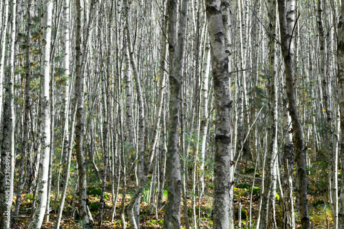 young birch trees grow in the forest