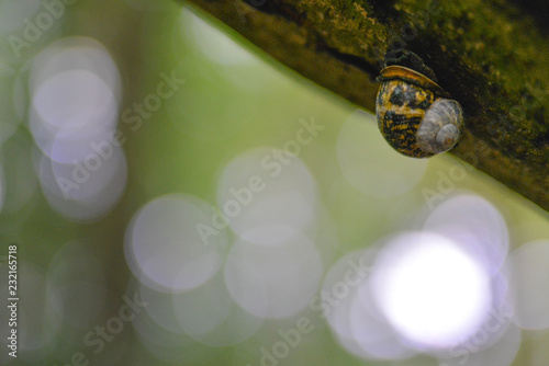 A Snail On A Branch In Front Of A Bokeh Background