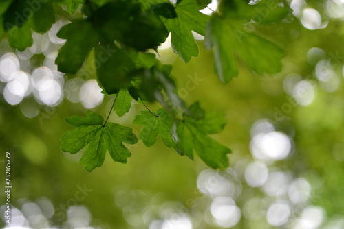 Abstract Green Leaves With  Out Of Focus Background