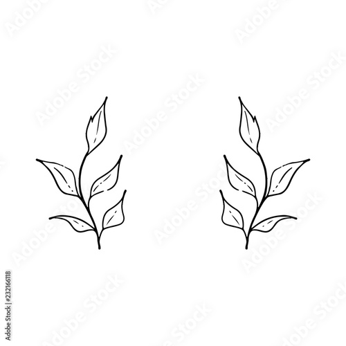 Hand drawn branches and leaves. Vector design elements. Nature vector illustration.