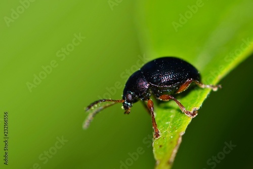 Small black beetle on the tip of a plant leaf with a green background. Image taken during Springtime in Houston, TX. © Brett
