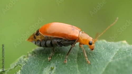 Bug animals, these bug animals are eating on leaves. East Kalimantan. Tenggarong, October 2018 Indonesia. photo