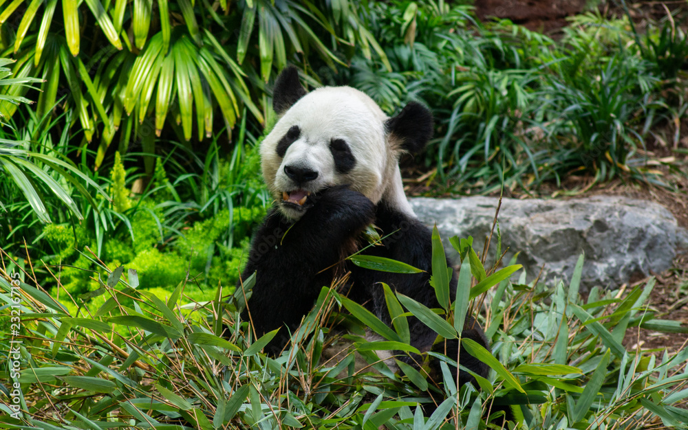 Obraz premium Giant Panda Bear Eating Bamboo