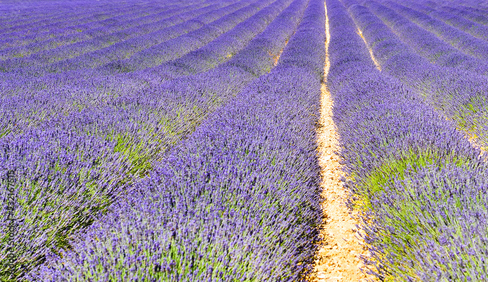 Naklejka premium Lavender field