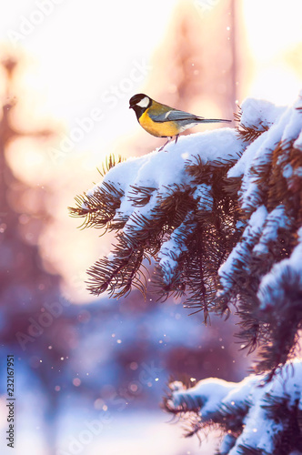 Christmas postcard nature landscape with a bird tit sitting on a branch of sp...