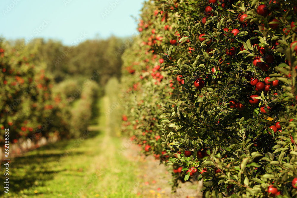 Beautiful view of apple orchard on sunny autumn day Beautiful view of apple orchard on sunny autumn day